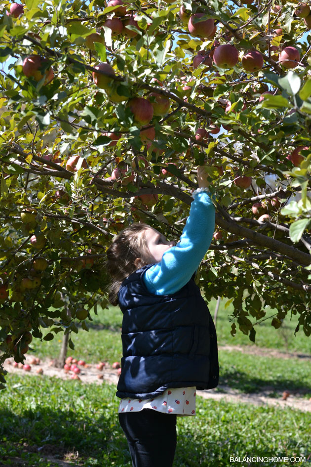 apple-picking-21